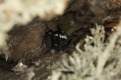 Latrodectus tredecimguttatus  Europ  ische Schwarze Witwe 5 2v