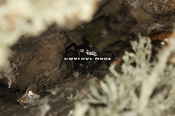 Latrodectus tredecimguttatus  Europ  ische Schwarze Witwe 5 2v