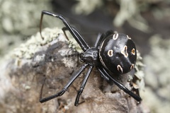 Latrodectus tredecimguttatus  Europ  ische Schwarze Witwe 8 2v