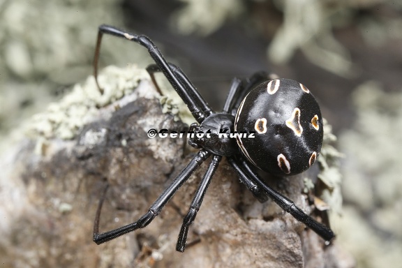 Latrodectus tredecimguttatus  Europ  ische Schwarze Witwe 8 2v