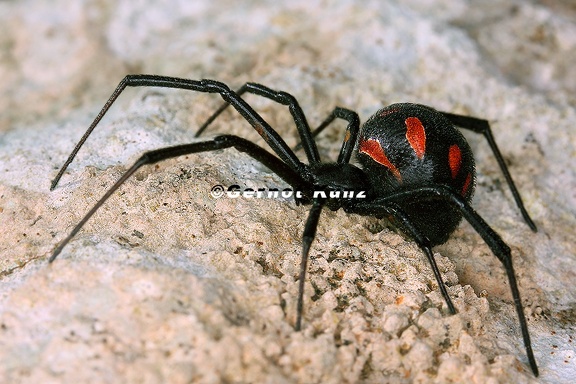Latrodectus tredecimguttatus  Schwarze Witwe 1 2v