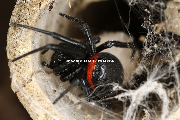 Steatoda paykulliana  Falsche Schwarze Witwe 1 2v