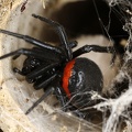 Steatoda paykulliana  Falsche Schwarze Witwe 1 2v