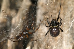 Steatoda paykulliana  Falsche Schwarze Witwe M amp W1 2