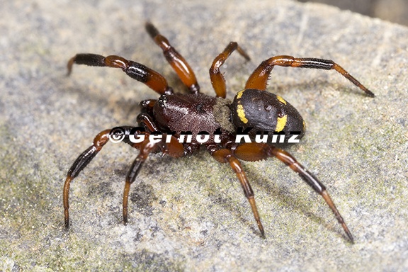 Steatoda phalerata  Trockenrasenkugelspinne M1 2v