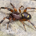 Steatoda phalerata  Trockenrasenkugelspinne M1 2v