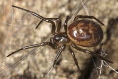 Steatoda sp  6 2