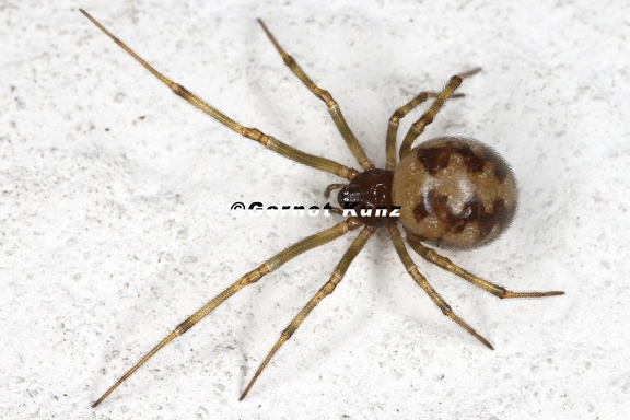 Steatoda triangulosa  Kugelspinne W1 2