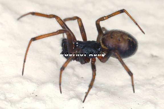 Stetoda bipunctata  Fettspinne M1 2