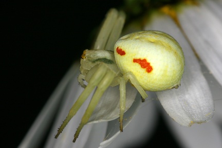 Misumena vatia  Ver  nderliche Krabbenspinne W1 2v