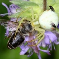 Misumena vatia  Ver  nderliche Krabbenspinne   amp  Milichiidae  Nistfliegen 
