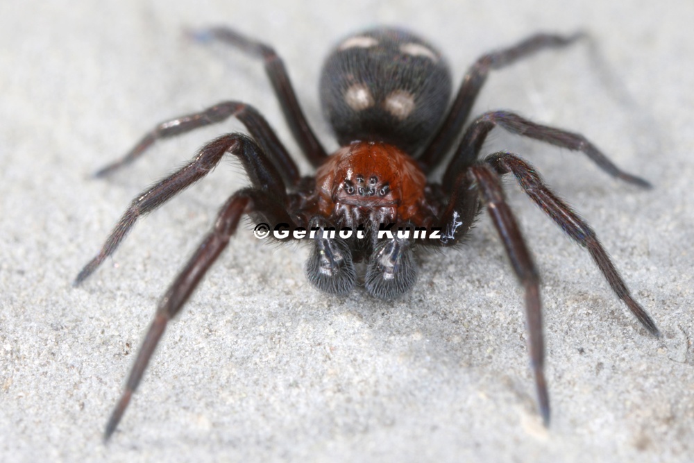 Titanoeca quadriguttata 2 2