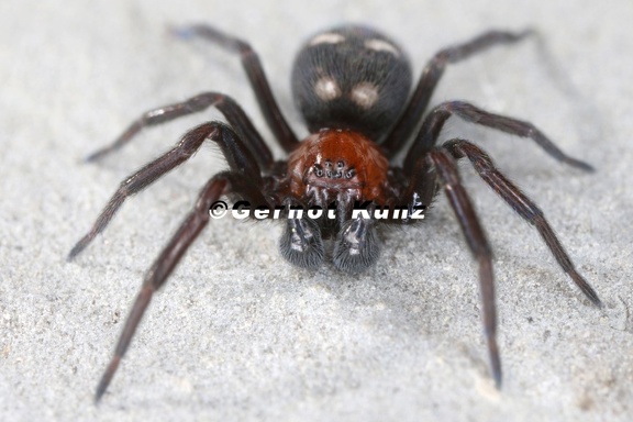 Titanoeca quadriguttata 2 2