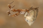 Uloborus plumipes  Gew  chshaus-Federfu  spinne 1 2