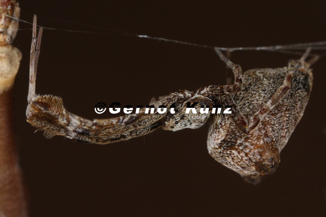 Uloborus plumipes  Gew  chshaus-Federfu  spinne W1 2