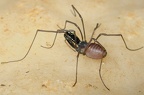 Ischyropsalididae