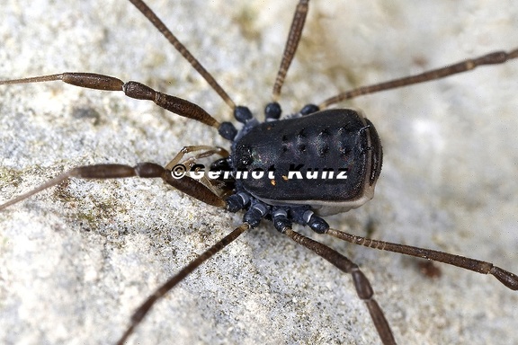 Histricostoma dentipalpe  Schwarzer Zehndorn 1 2