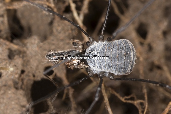 Mitostoma alpinum  Alpen-Fadenkanker 1 4