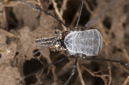 Mitostoma alpinum  Alpen-Fadenkanker 1 4