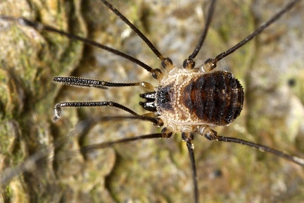 Mitostoma cf  chrysomelas  Mitteleurop  ischer Fadenkanker 6 2