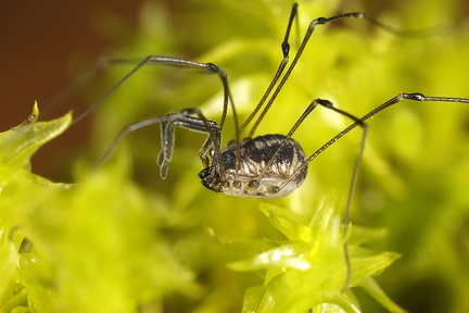 Mitostoma chrysomelas  Mitteleurop  ischer Fadenkanker 6 2