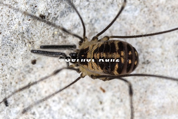 Mitostoma chrysomelas  Mitteleurop  ischer Fadenkanker 7 2