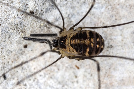 Mitostoma chrysomelas  Mitteleurop  ischer Fadenkanker 7 2