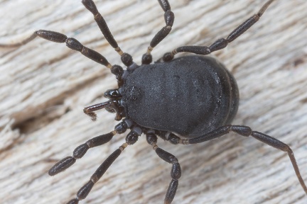 Nemastoma bidentatum Komplex 1 3