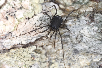 Nemastoma cf  bidentatum relictum    sterreichischer Zweizahnkanker 1 2