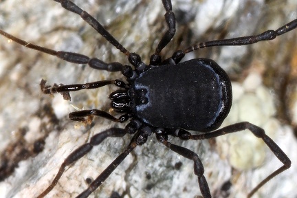 Nemastoma cf  bidentatum relictum    sterreichischer Zweizahnkanker 1 3