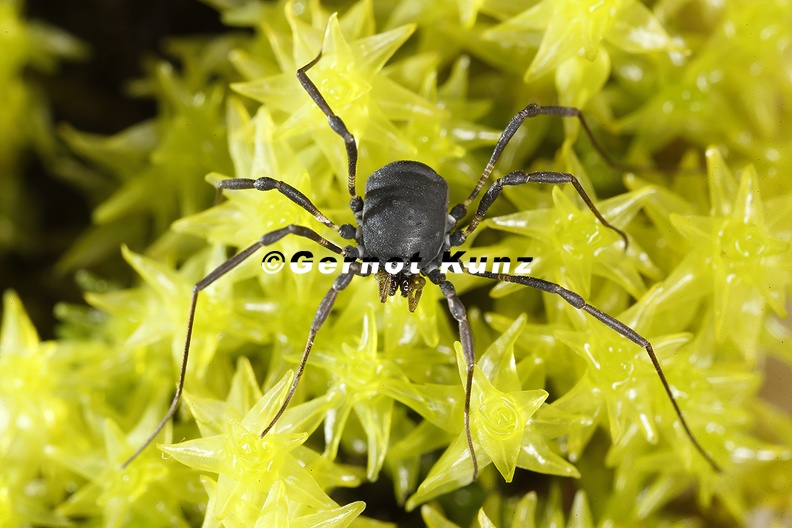 Paranemastoma bicuspidatum Schwarzer Zweidorn 1 2 - Paranemastoma_bicuspidatum__Schwarzer_Zweidorn_1_2.jpg Paranemastoma_bicuspidatum__Schwarzer_Zweidorn_1_2.jpg