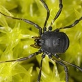 Paranemastoma bicuspidatum  Schwarzer Zweidorn 2 2