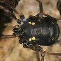 Paranemastoma quadripunctatum  Vierfleckkanker 4 2