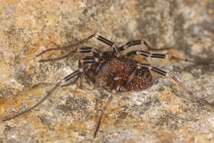 Egaenus convexus  Schwarzbraune Plumpweberknecht 5 1