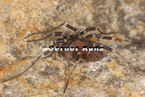 Egaenus convexus  Schwarzbraune Plumpweberknecht 5 1