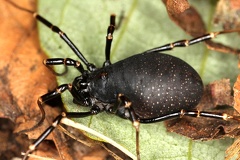 Egaenus convexus  Schwarzbrauner Plumpweberknecht 2