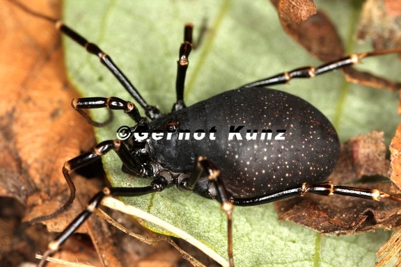 Egaenus convexus  Schwarzbrauner Plumpweberknecht 2