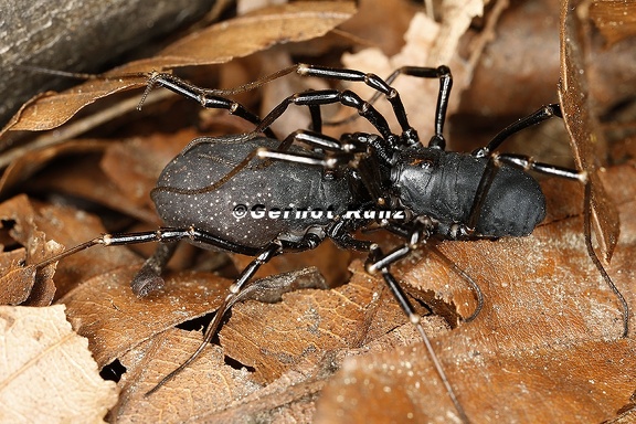 Egaenus convexus  Schwarzbrauner Plumpweberknecht K1 2v