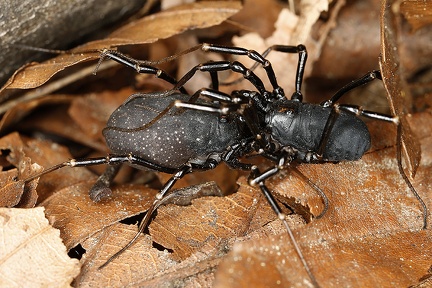 Egaenus convexus  Schwarzbrauner Plumpweberknecht K1 2v