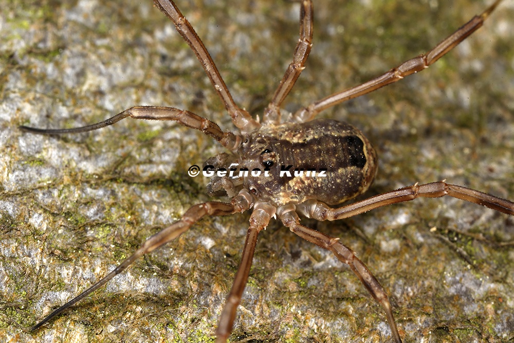 Lacinius ephippiatus  Gesattelter Zahn  ugler 8 2