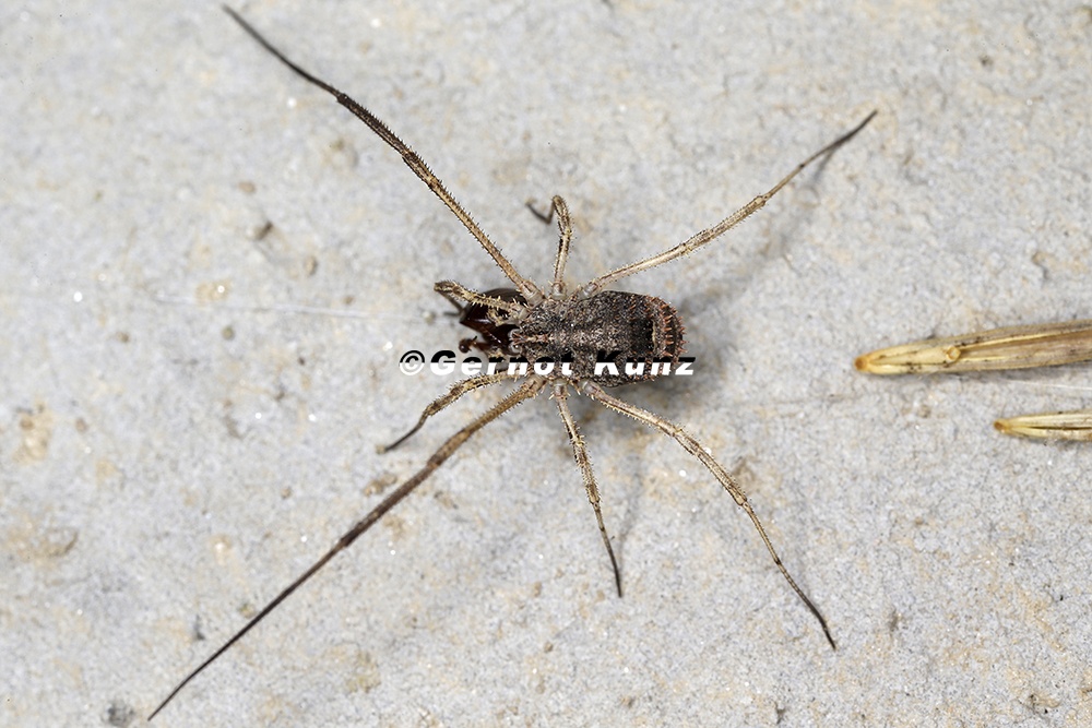 Lacinius horridus  Stachliger Zahn  ugler W1 2