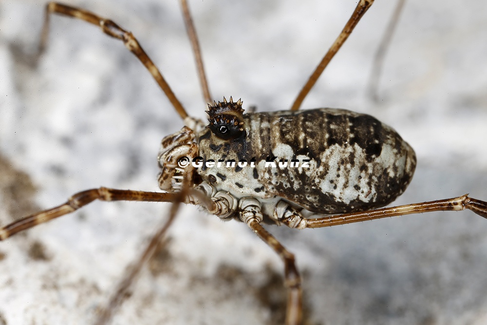 Megabunus lesserti  N  rdliches Riesenauge W4 2