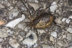 Oligolophus tridens  Gemeiner Dreizackkanker W2 2