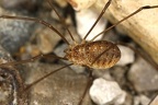 Opilio dinaricus  Dinaridenkanker W1 2v