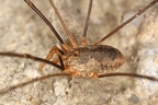 Phalangium opilio  Gemeiner Weberknecht 1 2