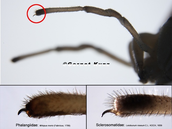 Phalangiidae vs  Sclerosomatidae 2v