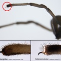 Phalangiidae vs  Sclerosomatidae 2v