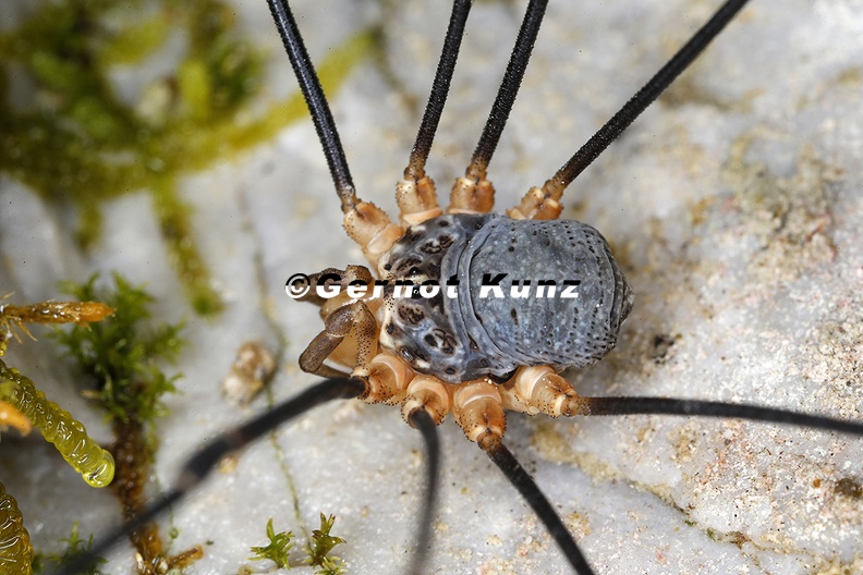 Gyas_annulatus__Wei__stirniger_Riesenweberknecht_M2_2.jpg