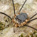 Gyas annulatus  Wei  stirniger Riesenweberknecht M4 2