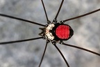 Arachnida (Spinnentiere)